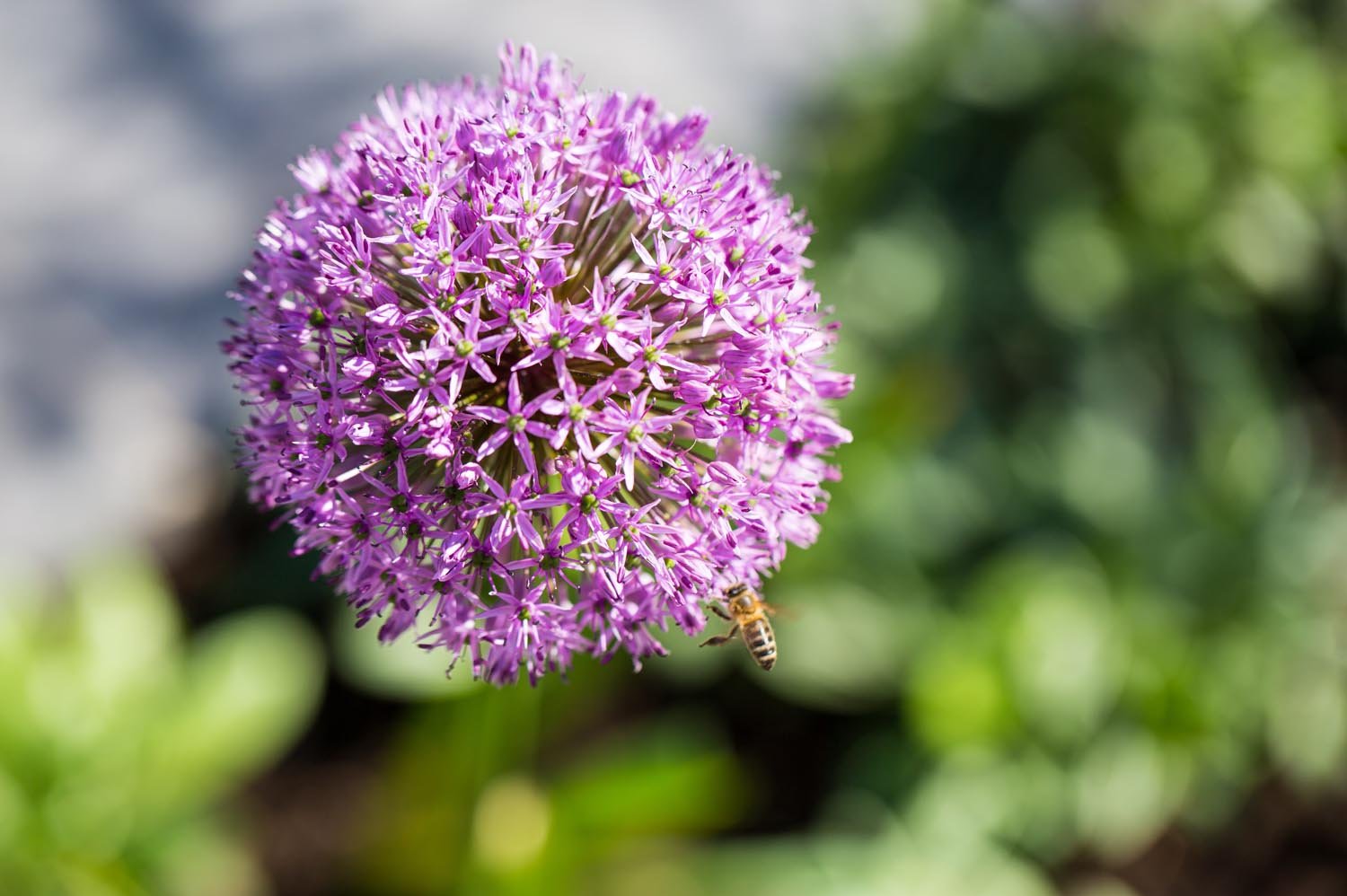 Naturmensch Blume mit Biene