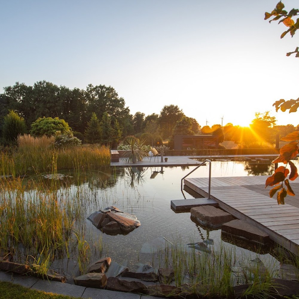 Ein Schwimmteich, gebaut von Garten Bitters, mit Befplanzung und Holzsteg, bei Sonnenuntergang.