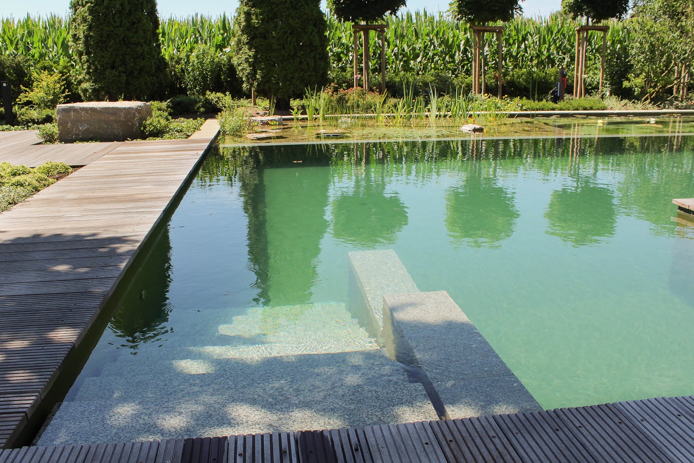 Eine Steintreppe führt in den Biotop-Swimming-Pond, gebaut von Garten Bitters, hinein.