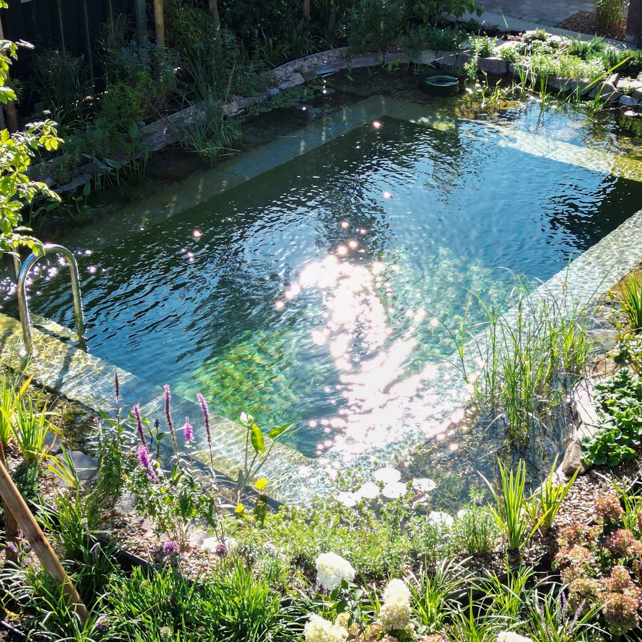 Ein Biotop-Schwimmteich, gebaut von Garten Bitters, mit Bepflanzung und Überlauf.