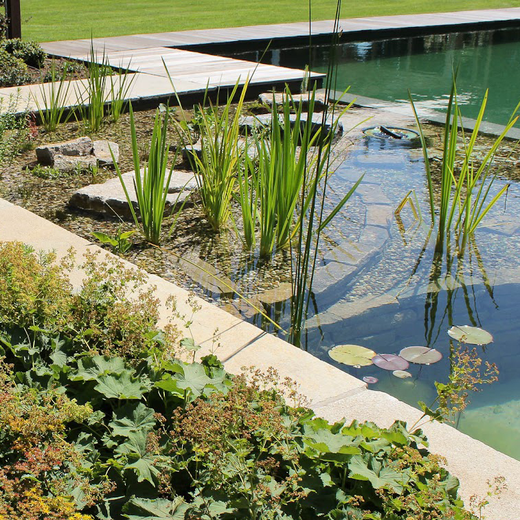 Ein geometrischer Biotop-Schwimmteich, gebaut von Garten Bitters, mit grüner Bepflanzung.