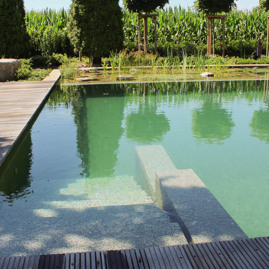 Eine Steintreppe führt in den Biotop-Swimming-Pond, gebaut von Garten Bitters, hinein.
