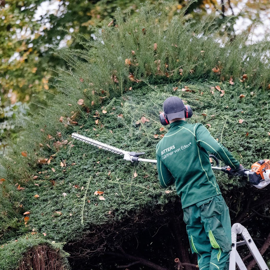 Ein Mitarbeiter von Garten Bitters, aus dem Bereich Gartenpflege, schneidet einen Baum.